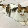 ひめかみちゃん　三毛猫♀@約2〜3歳 サムネイル5