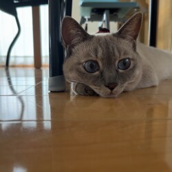 「本当にお久しぶりです」サムネイル3