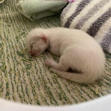 うちの敷地で産んで親猫が子猫くわえて引越ししてた時期の子猫。生後３日目ぐらい('23年８月上旬)