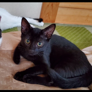 ■甘えたラキ君　