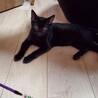 ■甘えたラキ君　 サムネイル2