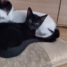 ■甘えたラキ君　 サムネイル3