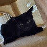 ■甘えたラキ君　 サムネイル7