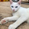 母猫びょんちゃん(仮名)。この子自身もまだ子猫で妊娠してたのでまだ１歳ちょい位かと…。この子も里親さん募集予定です。
