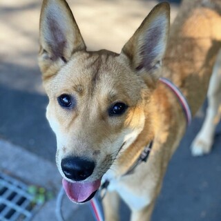 賢く優しいラビくん★１歳♂