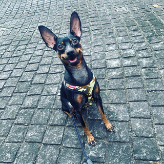 ミニピンオス4歳。とても元気で子供好きな子です！