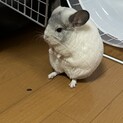 チンチラ　パイド男の子1歳半