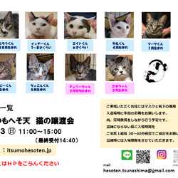 いつもへそ天 猫の譲渡会 サムネイル1