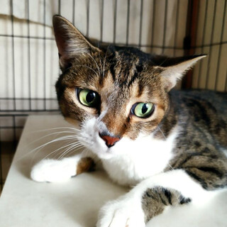 200803 活発な美猫のみにゃちゃん