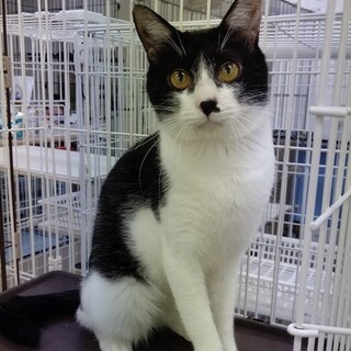 まん丸のお目めの白黒ハチワレ男子★あめくん