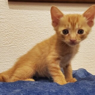 【兄弟譲渡】茶トラ（オス）薄ピンク