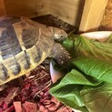 ヘルマンリクガメ里親募集します。