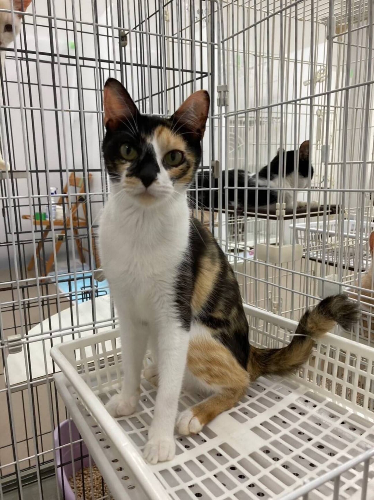 色濃い三毛柄でスレンダー」千葉県 - 猫の里親募集(468068) 1枚目の