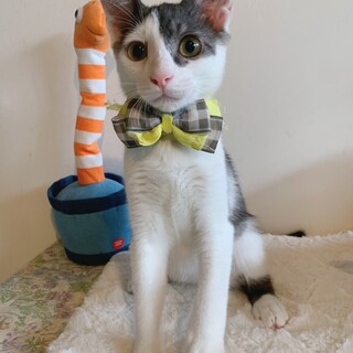 なでなで大好き♡うみくん