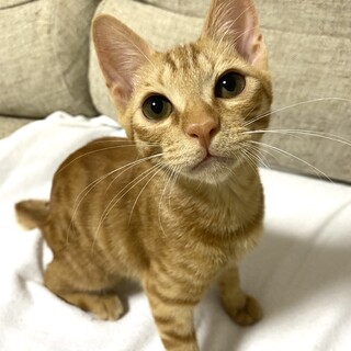 とっても美形なチャトラ男子君❣️4カ月