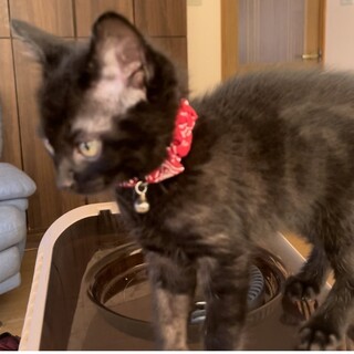 黒猫、生後5ヶ月の男の子。元気でヤンチャな甘えん坊