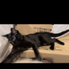 黒猫、生後5ヶ月の男の子。元気でヤンチャな甘えん坊 サムネイル2