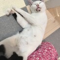保護猫 甘えたさんの女の子