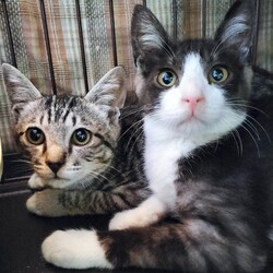 「ココナツ♡里親決定」サムネイル2