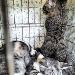 「ココナツ♡里親決定」サムネイル3