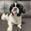ペキニーズのペコちゃん☆推定4歳
