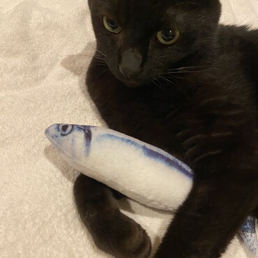 魚スキー