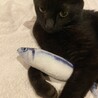魚スキー