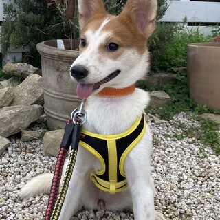 保健所からレスキュー！　小柄なナナちゃん！