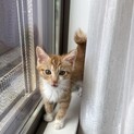 長毛？きなこ　オス　2ヶ月