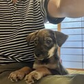 生後約2ヶ月半の子犬里親緊急募集
