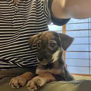 生後約2ヶ月半の子犬里親緊急募集