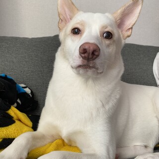 シャイだけれど愛嬌抜群のルウちゃん