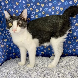 いたずらクソ坊主！愛嬌たっぷり、おにぎり君