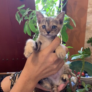 珍しい模様の『ちゃめ』ちゃん♡