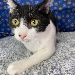 要領の良い末っ子タイプ。ごましお君