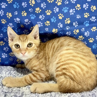 おしゃべり大好き抱っこも大好き！茶太くん