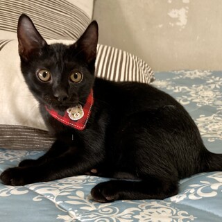 大きく育った馴れ馴れな３兄弟♪黒　カカオくん