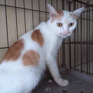 野良でカラスに虐められてたところを保護しました