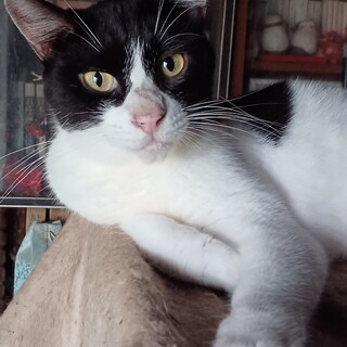 のんびりおっとりマイペース、邪魔にならない男です。