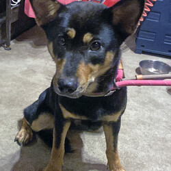 「月夜ちゃん捕獲」サムネイル3