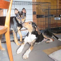 「星丸くん確保」サムネイル3