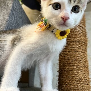 ミルクから育てた可愛い盛りの兄弟♪　白玉くん