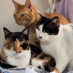 保護猫・保護犬譲渡会in新座 サムネイル2