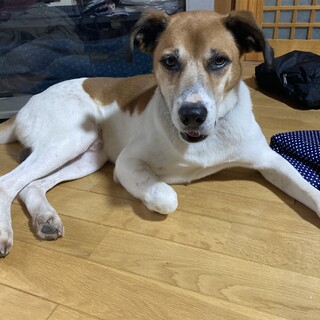 人なっつこい猟犬です。