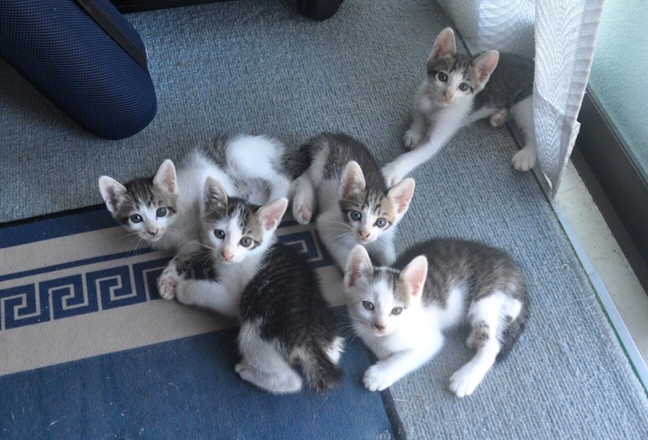 5匹姉妹の子猫たち☺︎」茨城県 - 猫の里親募集(468129