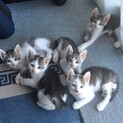 5匹姉妹の子猫たち☺︎