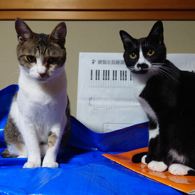 もものすけにゃんのカバー写真