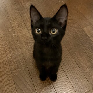 ちょっとツンデレ　黒猫うにちゃん　4ヶ月