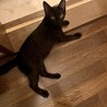 ちょっとツンデレ　黒猫うにちゃん　4ヶ月 サムネイル2