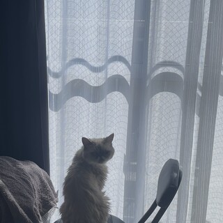 エキゾチックショートヘア3歳甘えん坊